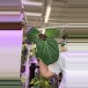 plant/0186 KOS-0-thumbnail