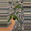 plant/Burle Marx flame-0-thumbnail