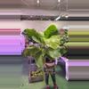 plant/Anthurium reinnsansancer 0296-0-thumbnail