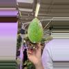 plant/Hoya svp sng 042-0-thumbnail