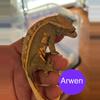 plant/Arwen-0-thumbnail