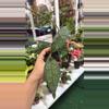 plant/1000 hoya clemensiorum-0-thumbnail