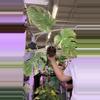 plant/1587 monstera snow queen-0-thumbnail