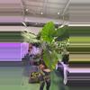 plant/Alocasia macrrohiza aurea 0225-0-thumbnail