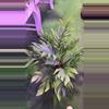plant/Monstera pinnatipartita bug  1455-0-thumbnail