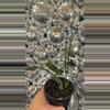 plant/Hoya monette-0-thumbnail