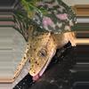 plant/Flapper-0-thumbnail