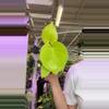 plant/monstera lemon lime 4”-0-thumbnail