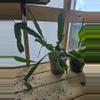 plant/GC Queen of the Night Cactus Rooted Cutting-1-thumbnail