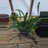 plant/GC Queen of the Night Cactus Rooted Cutting-2-thumbnail