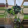 plant/GC Queen of the Night Cactus Rooted Cutting-0-thumbnail