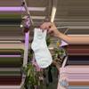 plant/succulents empire 🧦 white-0-thumbnail