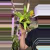 plant/1058 Alocasia lauterbachiana variegated-0-thumbnail