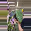 plant/anthurium 1761 X Mr worldwide-0-thumbnail