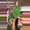 plant/1748 anthurium forgeti-0-thumbnail