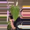 plant/1752 anthurium papi Rlfs-0-thumbnail
