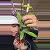 plant/Hoya 1818 publicalyx-0-thumbnail