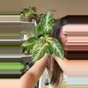 plant/Syngonium scrambled egg no 2-0-thumbnail
