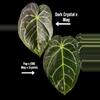 plant/36-28. (Dark Crystal x mag) x [pap x (SKG mag x Crystal)-1-thumbnail