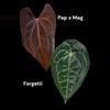 plant/DAILY DEAL (pap x mag) x forgetii 36-2-2-thumbnail