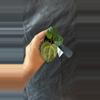 plant/36-22. (Crystal Hope x Red Crystal) x [(Zara x Michelle) x besseae aff]-0-thumbnail