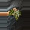 plant/36-20. (JOC x AOS) x NOID "Willow"-1-thumbnail