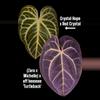 plant/36-21. (Crystal Hope x Red Crystal) x [(Zara x Michelle) x besseae aff]-1-thumbnail