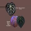 plant/36-7. [(mag x AOS) x (forgetii x carla)] x (NOID Code Red x Red Crystal)-1-thumbnail