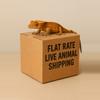 plant/Priority gecko shipping.-0-thumbnail