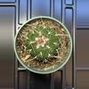 plant/stenocactus multi 4" pot-0-thumbnail