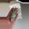 plant/Tillandsia hybrid-0-thumbnail