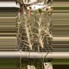 plant/Albina-0-thumbnail