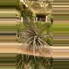 plant/31 #2-0-thumbnail