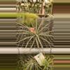 plant/13-0-thumbnail