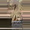plant/Lg tectorum-0-thumbnail