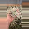 plant/16-0-thumbnail