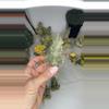 plant/Pseudolithos caput-viperae-0-thumbnail