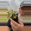 plant/Fairy garden-0-thumbnail