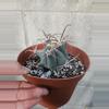 plant/Devil's tongue ferrocactus-0-thumbnail