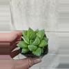 plant/Mini Haworthia-0-thumbnail