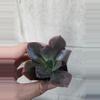 plant/Mini succulent-0-thumbnail
