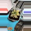 plant/B45 super silver mutica var-0-thumbnail