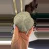 plant/Hq pyrite sun-0-thumbnail
