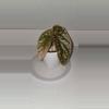 plant/Begonia Maculata-0-thumbnail