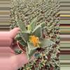 plant/2.5” tiger jaw-0-thumbnail