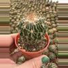 plant/2.5” strnocactus-0-thumbnail