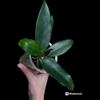 plant/For Mikithak ONLY Hoya dasyantha rooted 4” -0-thumbnail