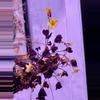 plant/Oxalis ‘Plum Crazy’ starter chunk Growers choice-0-thumbnail