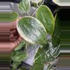plant/Macrophylla Albomarginata cutting-multiple growth points to propagate 💚🌱-1-thumbnail