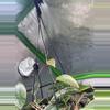 plant/Macrophylla Albomarginata cutting-multiple growth points to propagate 💚🌱-2-thumbnail